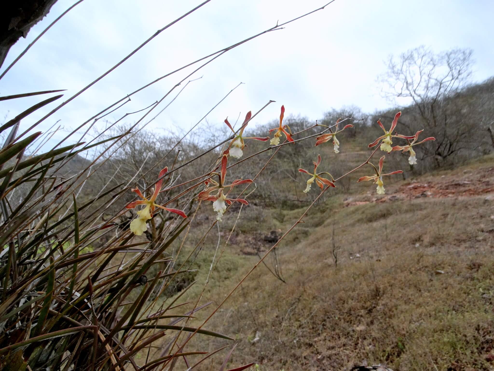 Encyclia adenocarpos